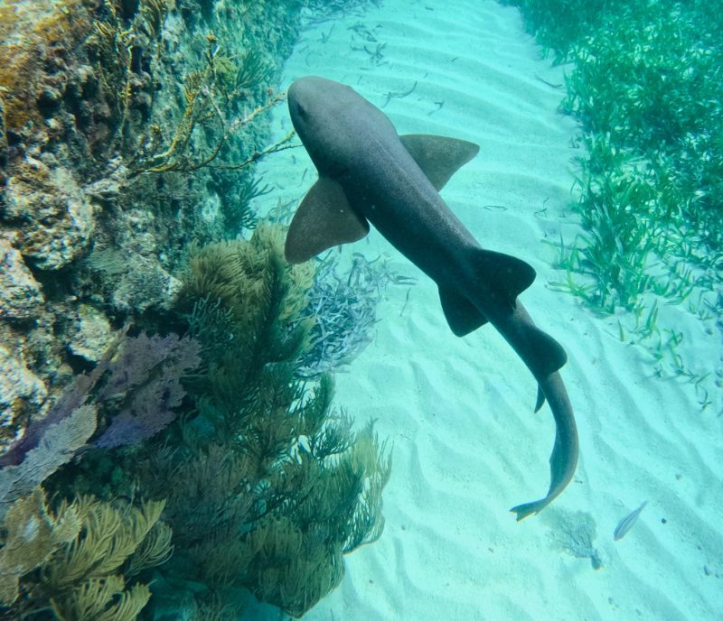 Half Day Snorkel Tour