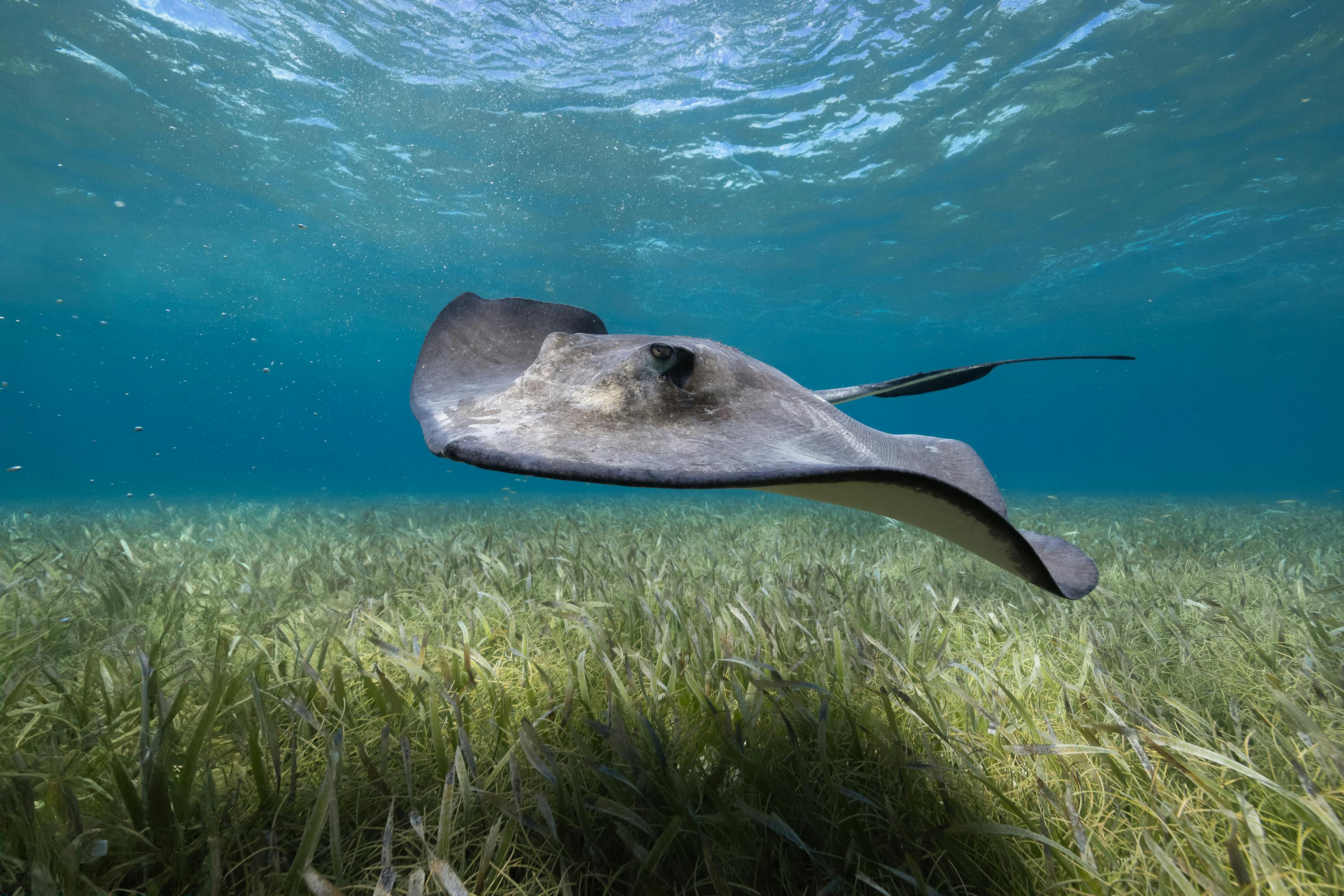 Stingray Encounter - Marine Wildlife
